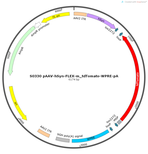AAV2/9-hSyn-FLEX-m_tdTomato-WPRE-pA
