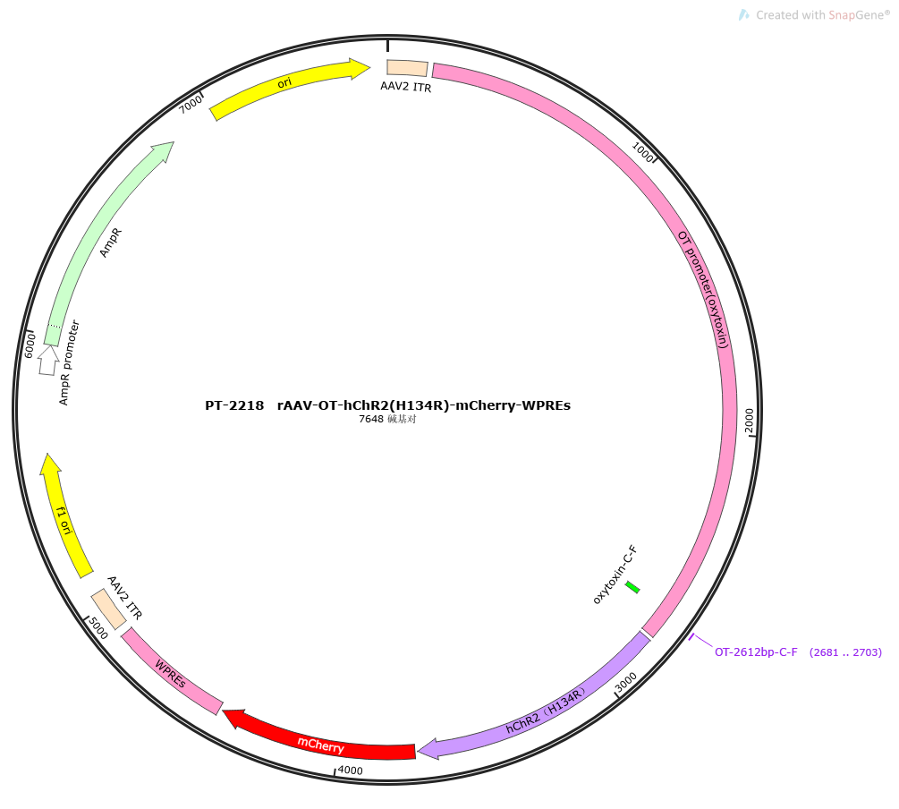 rAAV-OT-hChR2(H134R)-mCherry-WPREs