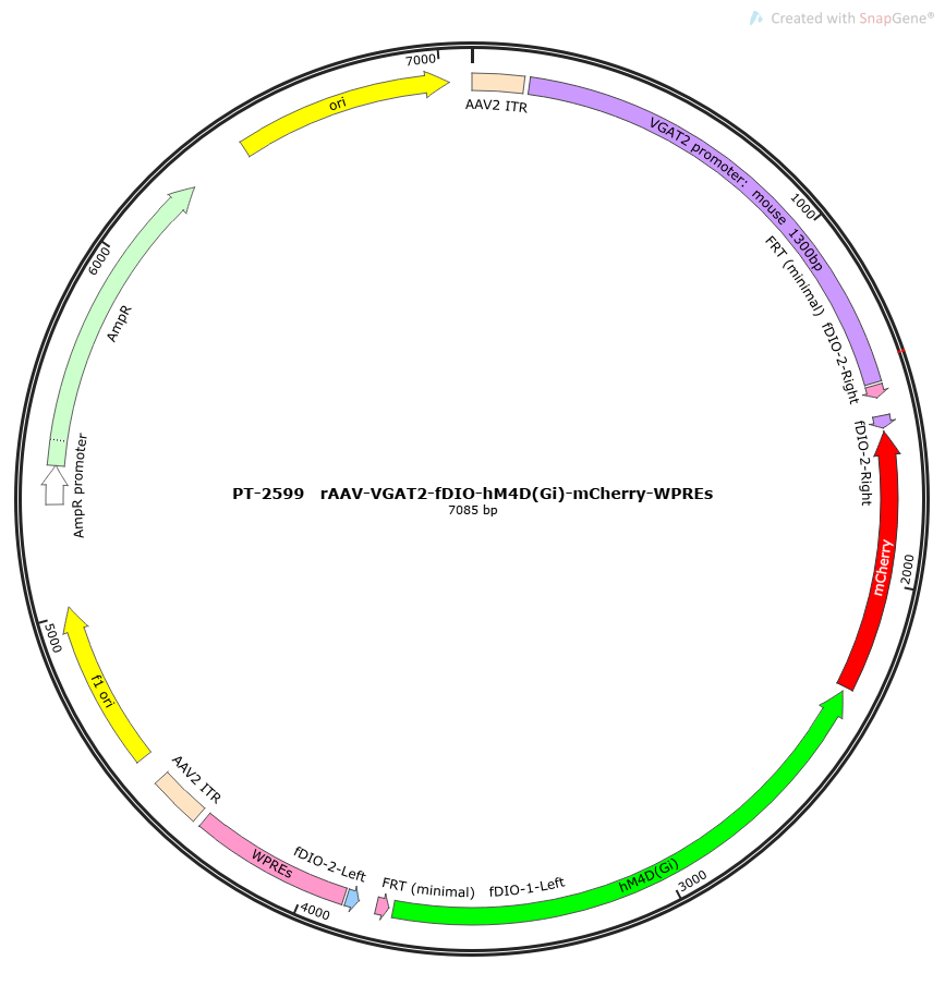 rAAV-VGAT2-fDIO-hM4D(Gi)-mCherry-WPREs