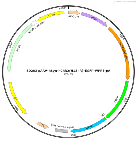 AAV2/8-hSyn-hChR2(H134R)-EGFP-ER2-WPRE-pA