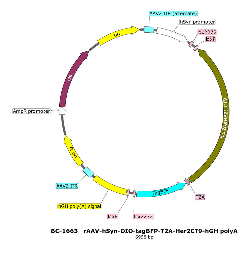 rAAV-hSyn-DIO-tagBFP-T2A-Her2CT9