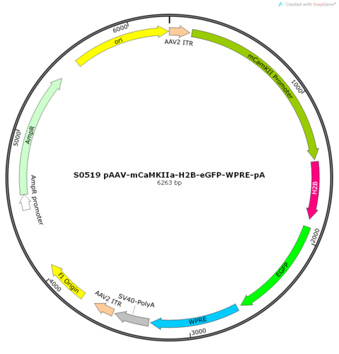 AAV2/9-mCaMKIIa-H2B-eGFP-WPRE-pA