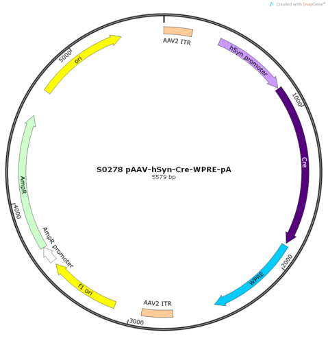 rAAV-hSyn-CRE-WPRE-hGH polyA