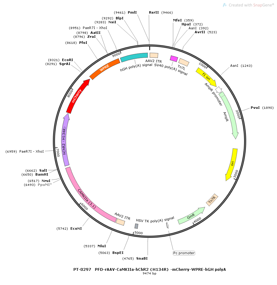 rAAV-CaMKIIa-hChR2(H134R)-mCherry-WPRE-hGH polyA
