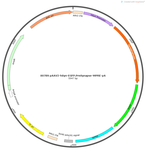 AAV2/9-hSyn-EGFP.PreSynpase-WPRE-pA
