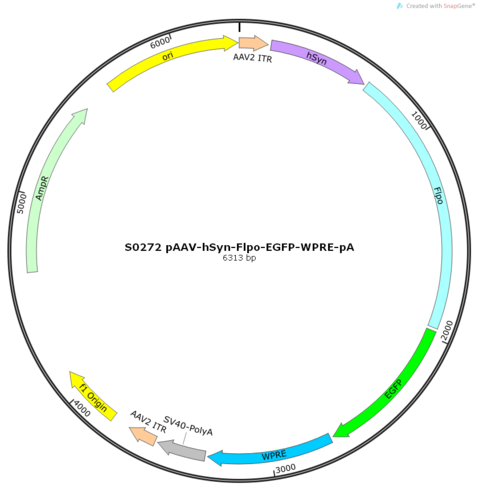 AAV2/9-hSyn-Flpo-EGFP-WPRE-pA