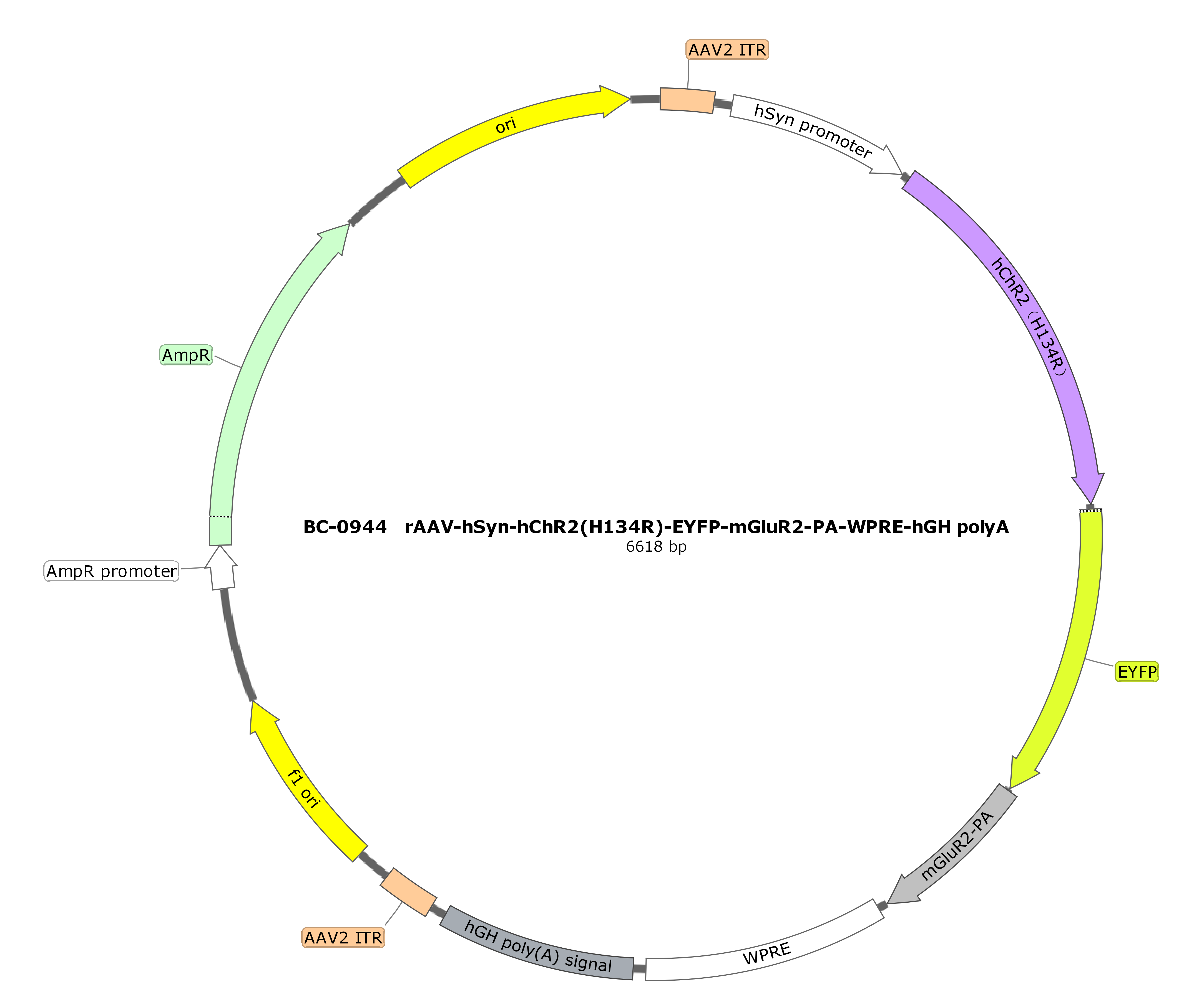 rAAV-hSyn-hChR2(H134R)-EYFP-mGluR2-PA