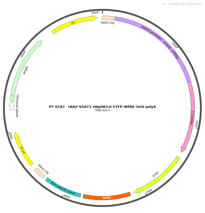 rAAV-VGAT2-eNpHR3.0-EYFP-WPRE-hGH polyA