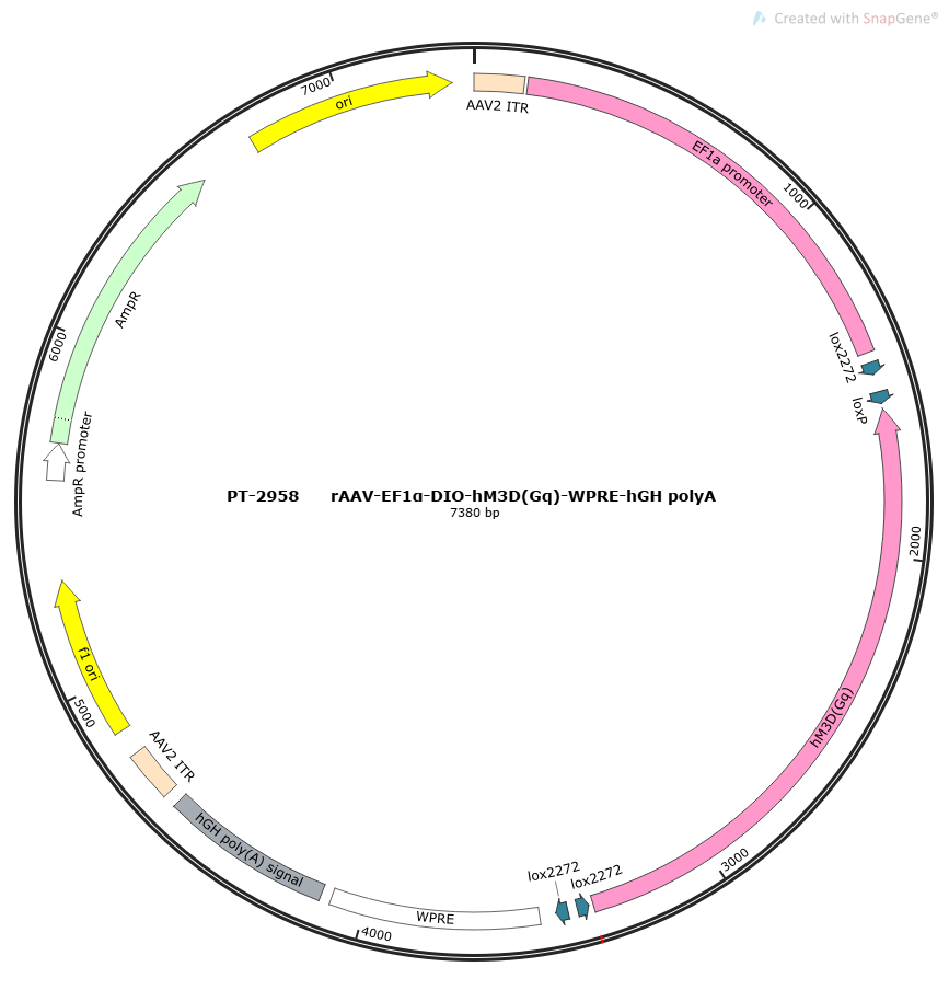 rAAV-EF1α-DIO-hM3D(Gq)-WPRE-hGH polyA