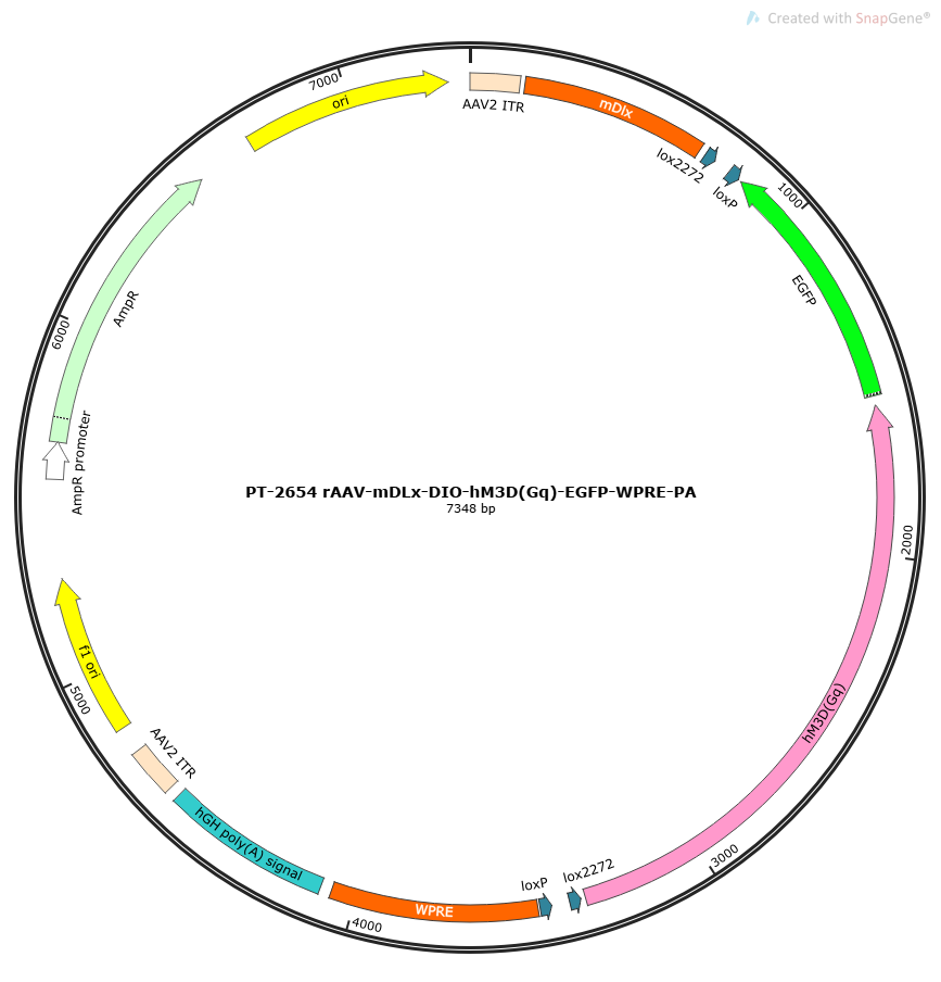 rAAV-mDLx-DIO-hM3D(Gq)-EGFP-WPRE-hGH polyA