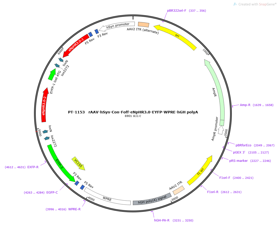 rAAV-hSyn-Con Foff-eNpHR3.0-EYFP-WPRE-hGH polyA