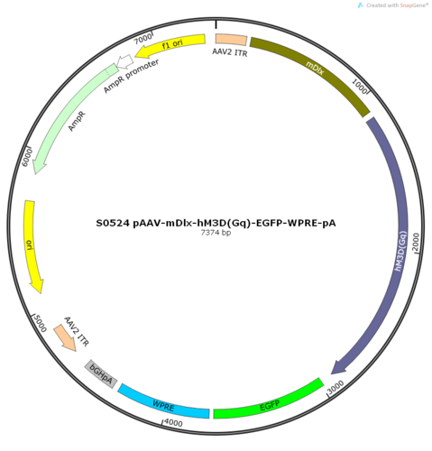 AAV2/8-mDlx-hM3D(Gq)-EGFP-ER2-WPRE-pA