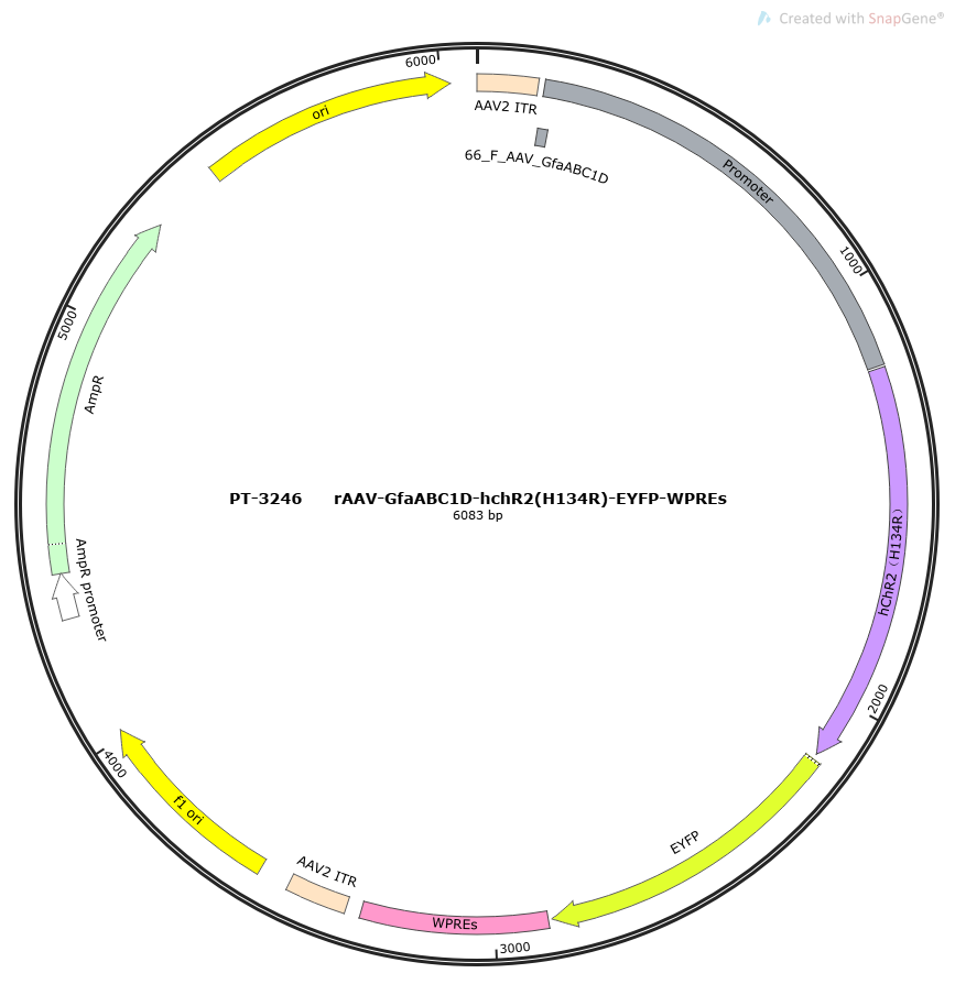 rAAV-GfaABC1D-hChR2(H134R)-EYFP-WPREs