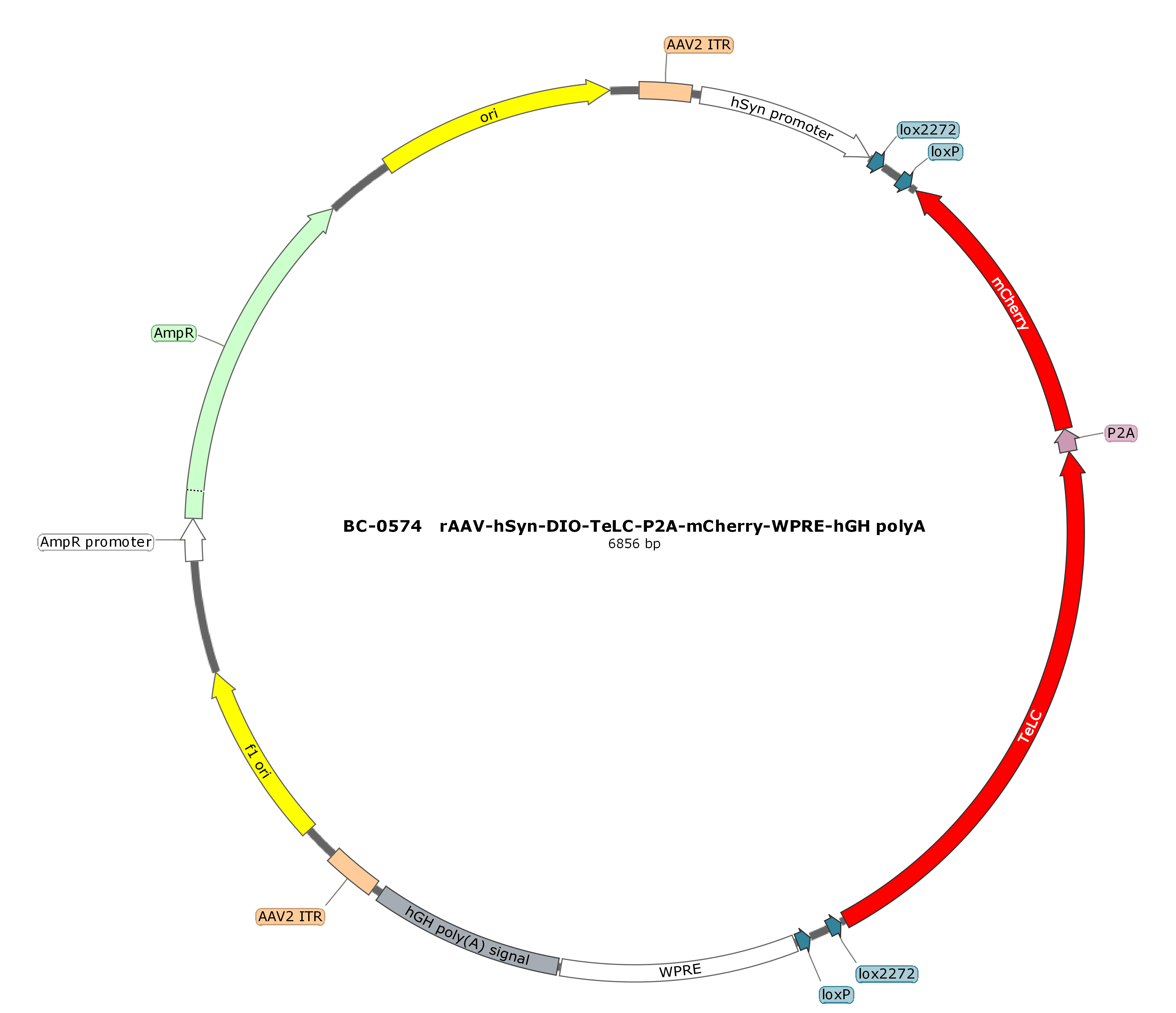 rAAV-hSyn-DIO-TeLC-P2A-mCherry