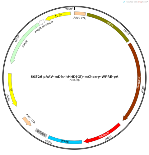 AAV2/8-mDlx-hM4D(Gi)-mCherry-ER2-WPRE-pA