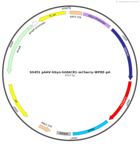 AAV2/9-hSyn-hGtACR1-mCherry-ER2-WPRE-pA