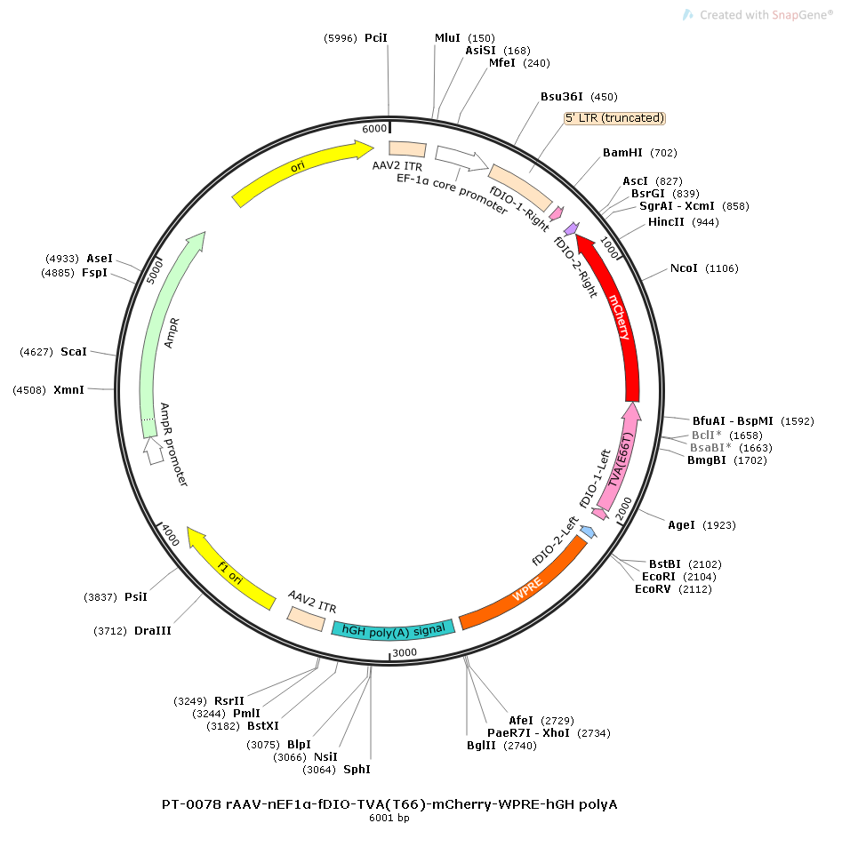 rAAV-nEf1α-FDIO-TVA(T66)-mCherry-WPRE-hGH polyA