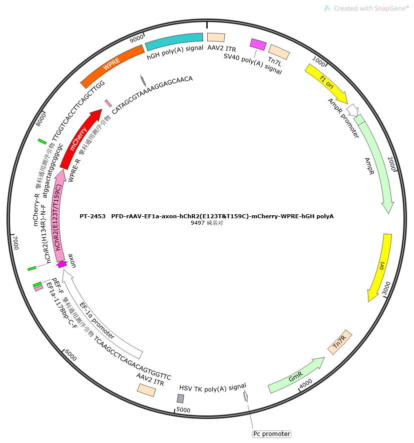 PFD-rAAV-EF1a-axon-hChR2(E123T/T159C)-mCherry-WPRE-hGH polyA