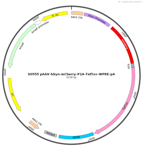 AAV2/9-hSyn-mCherry-P2A-TetTox-WPRE-pA