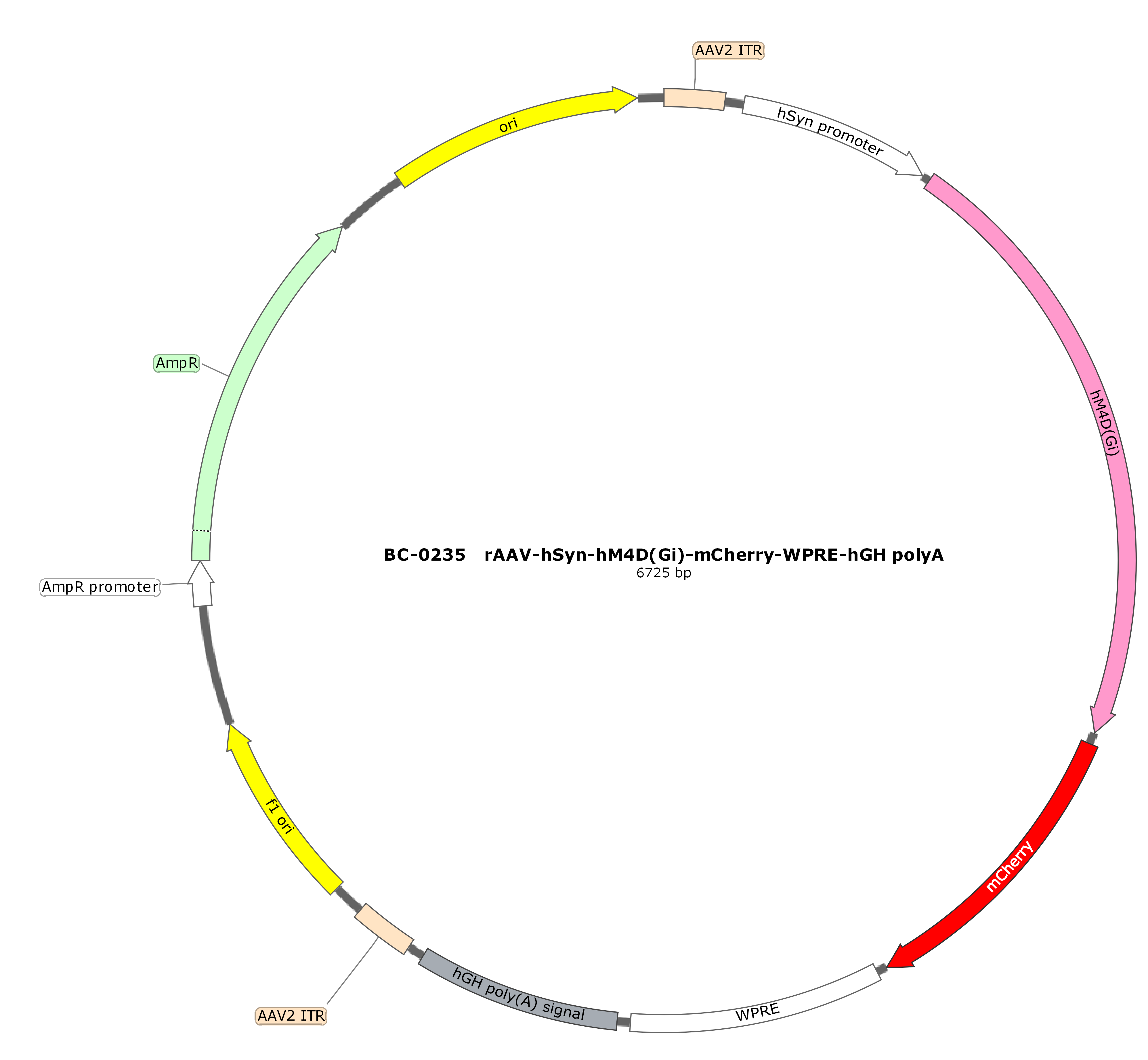 rAAV-hSyn-hM4D(Gi)-mCherry