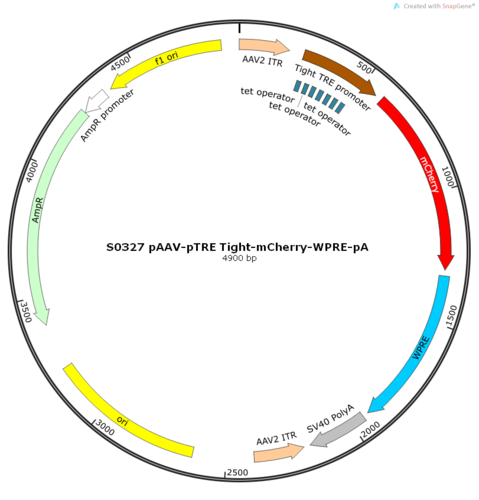 AAV2/8-pTRE Tight-mCherry-WPRE-pA