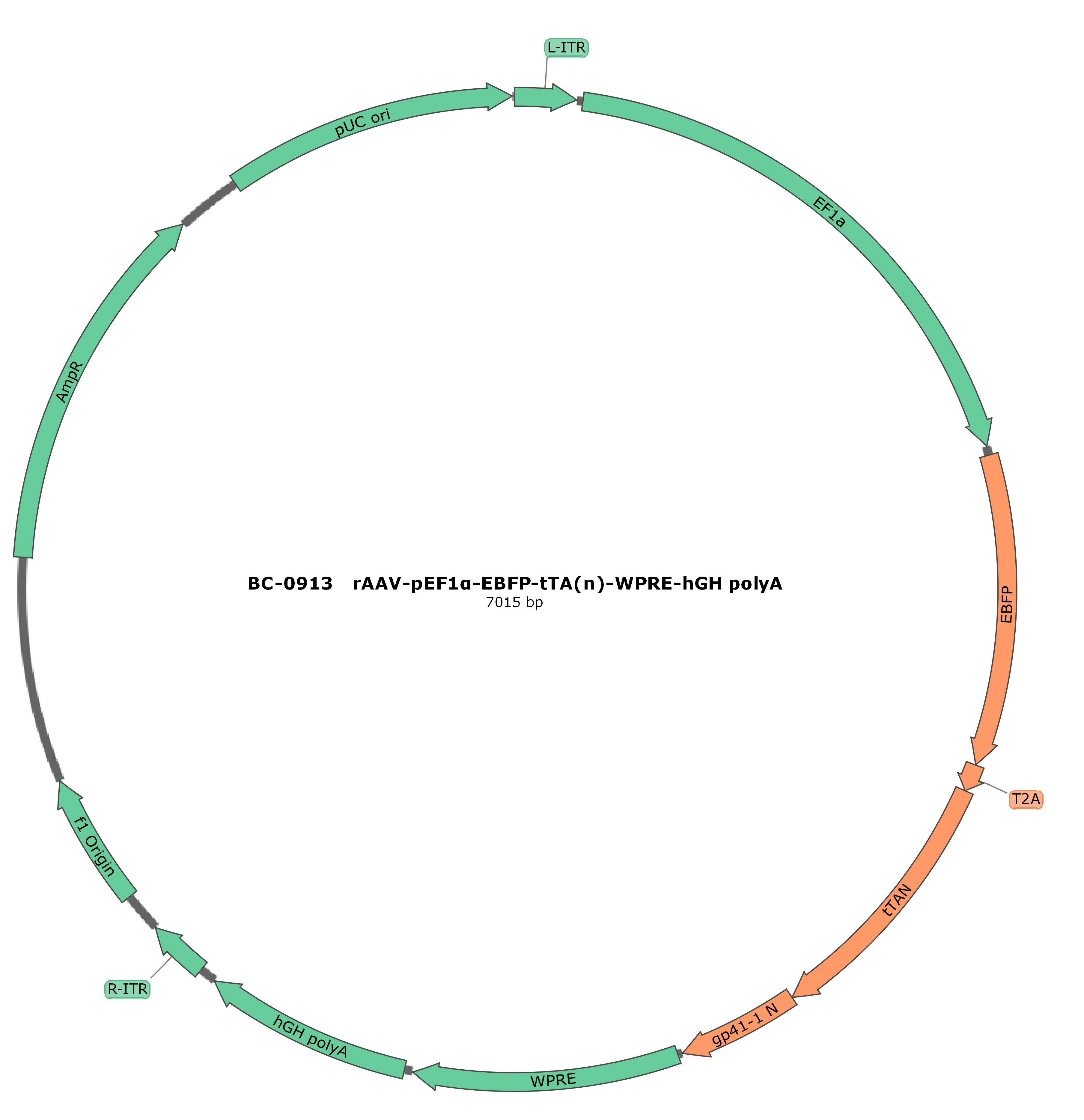 rAAV-pEF1α-EBFP-tTA(n)