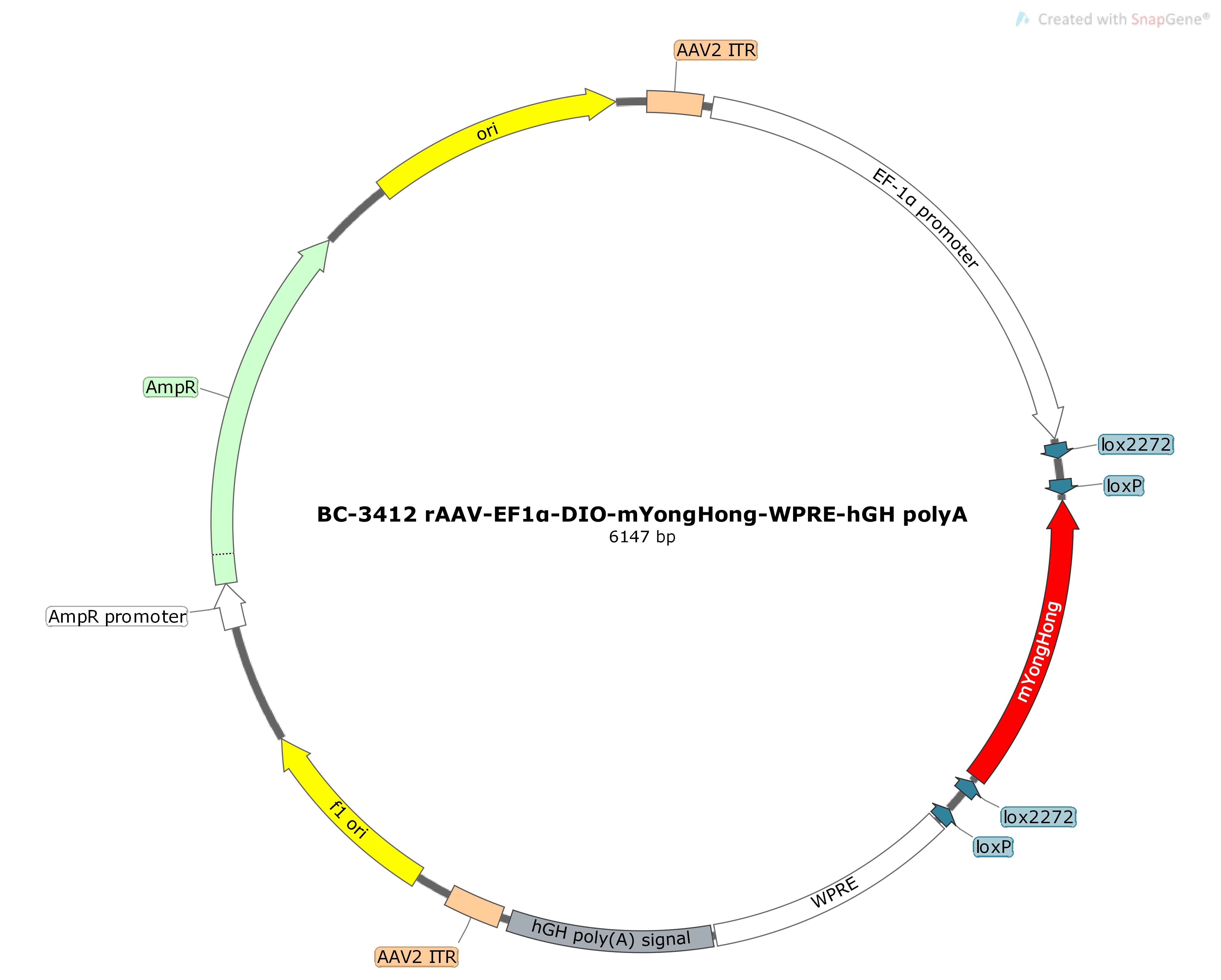 rAAV-EF1α-DIO-mYongHong