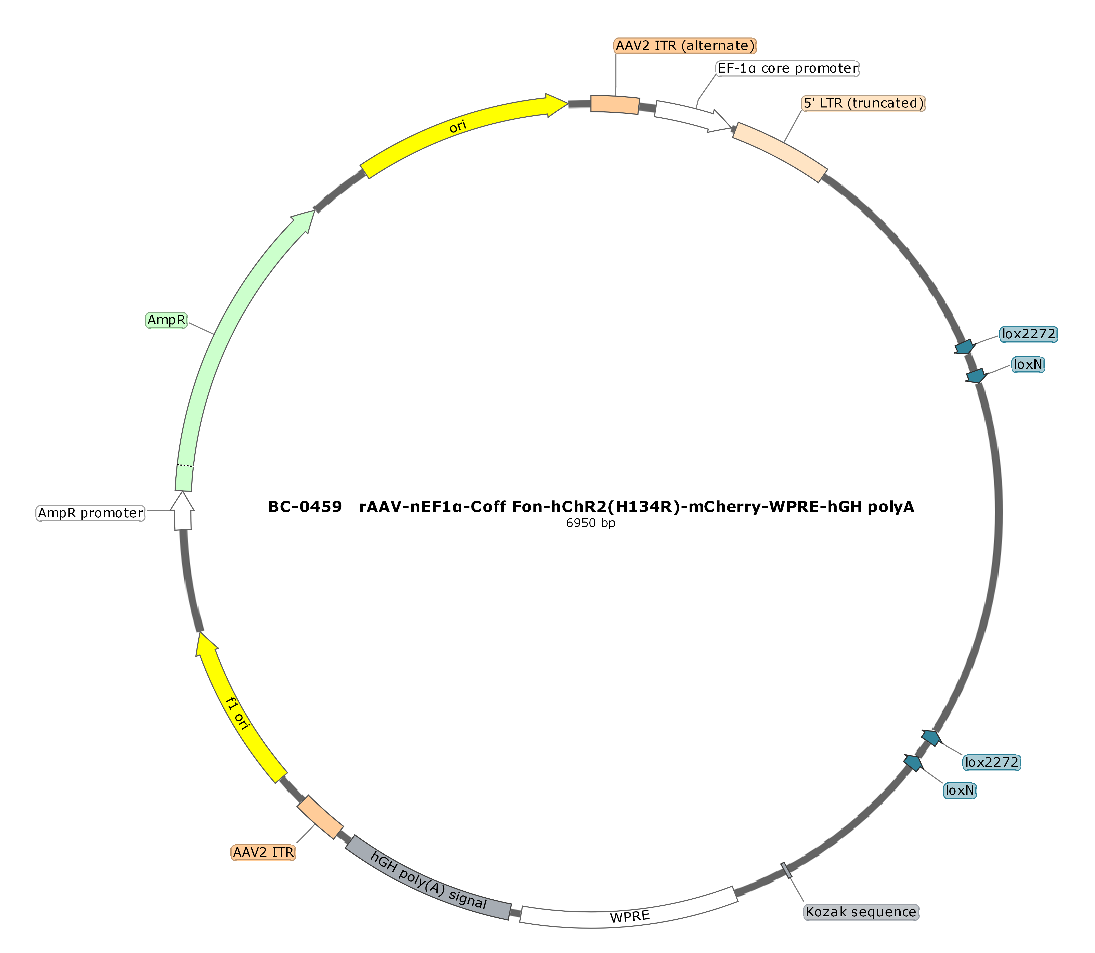 rAAV-nEF1α-Coff Fon-hChR2(H134R)-mCherry