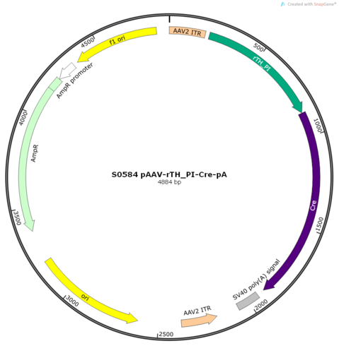 AAV2/9-rTH_PI-Cre-pA
