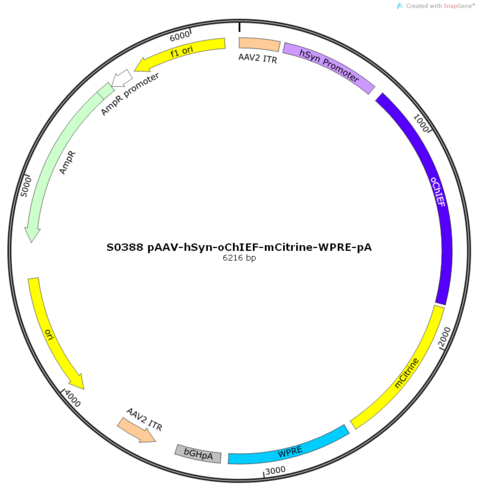 AAV2/9-hSyn-oChIEF-mCitrine-ER2-WPRE-pA