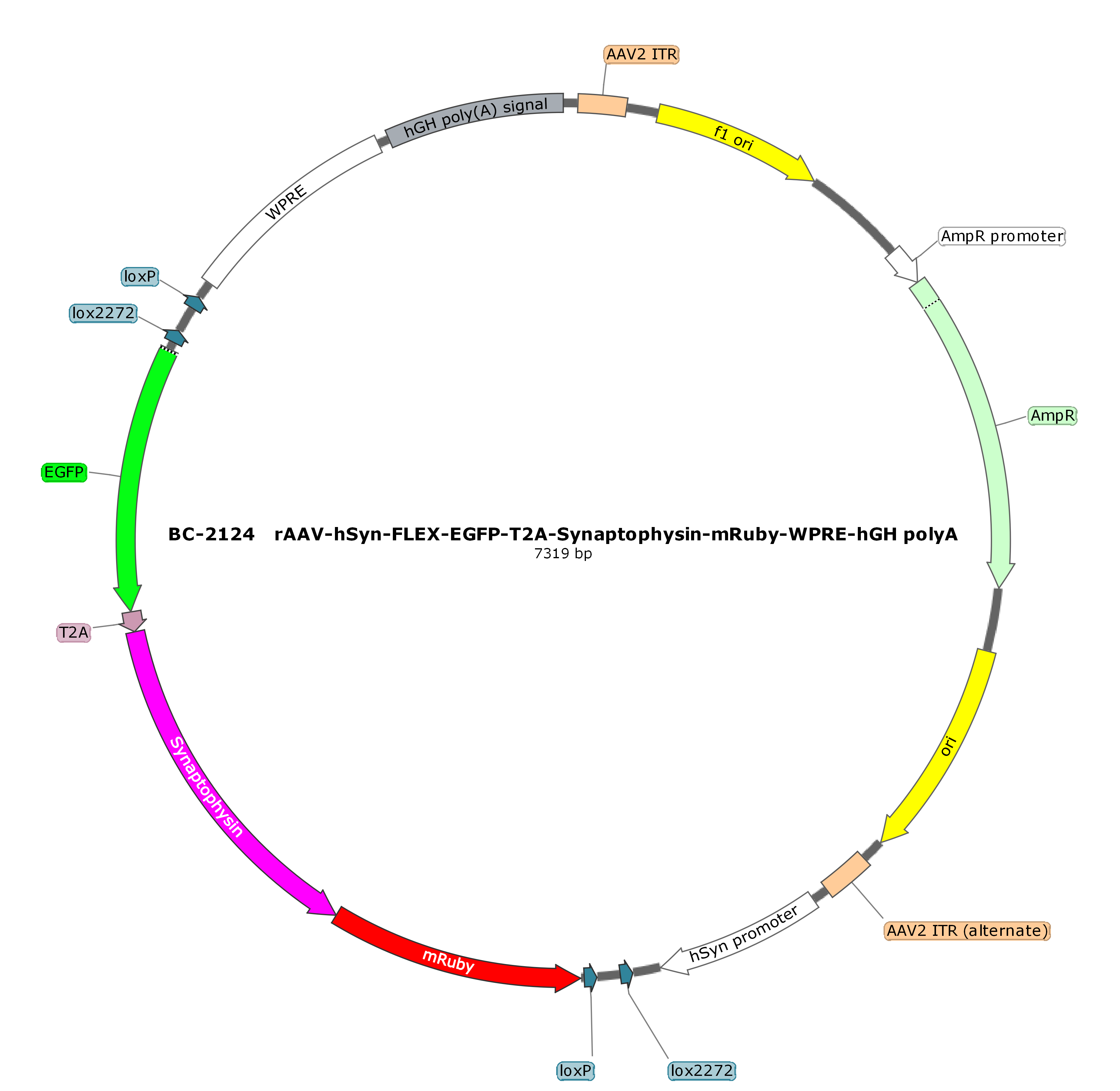 rAAV-hSyn-Flex-EGFP-T2A-Synaptophysin-mRuby-WPRE-hGH polyA