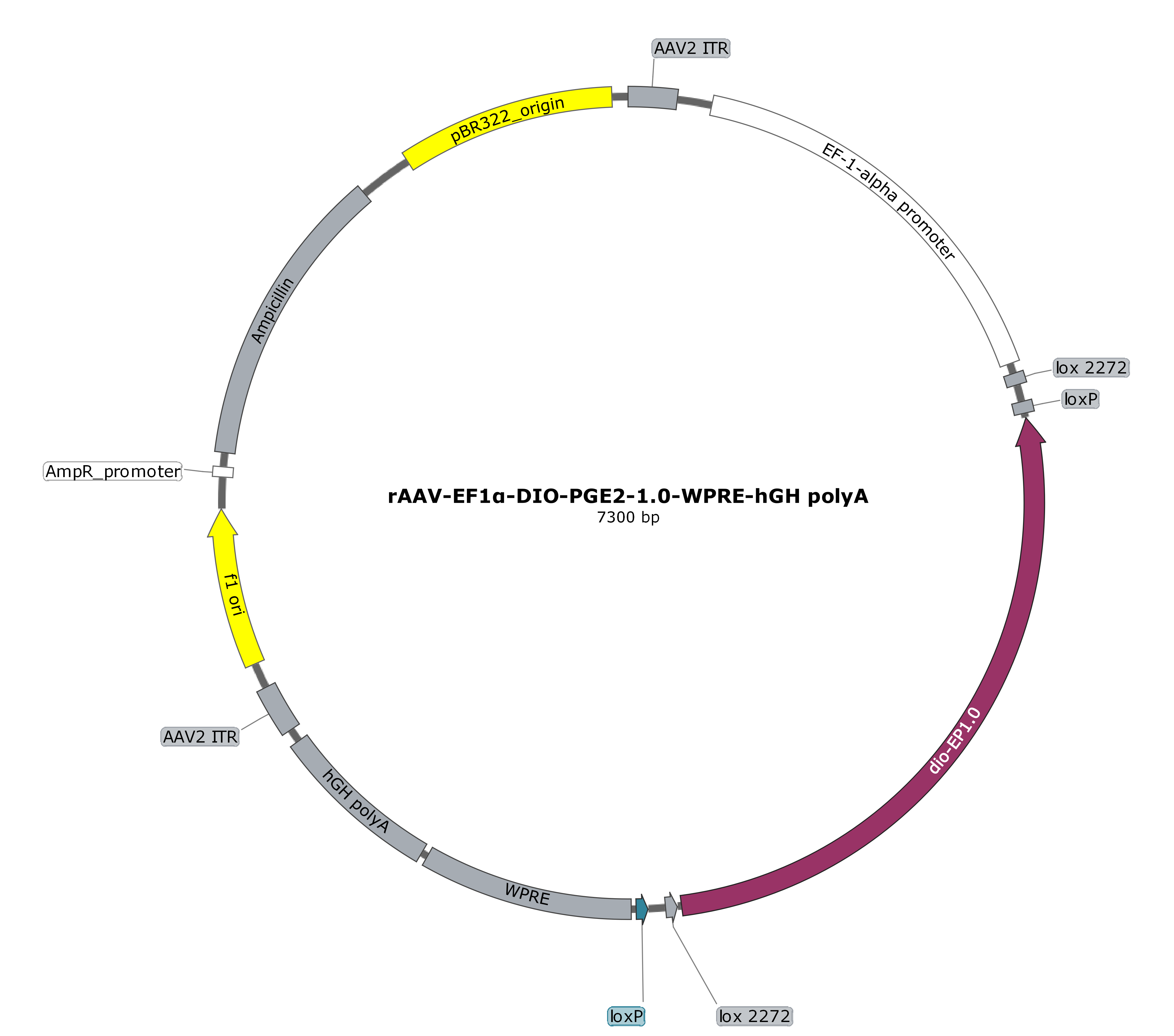 rAAV-EF1α-DIO-PGE2-1.0