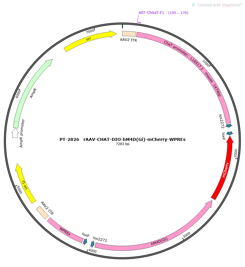 rAAV-ChAT-DIO-hM4D(Gi)-mCherry-WPREs