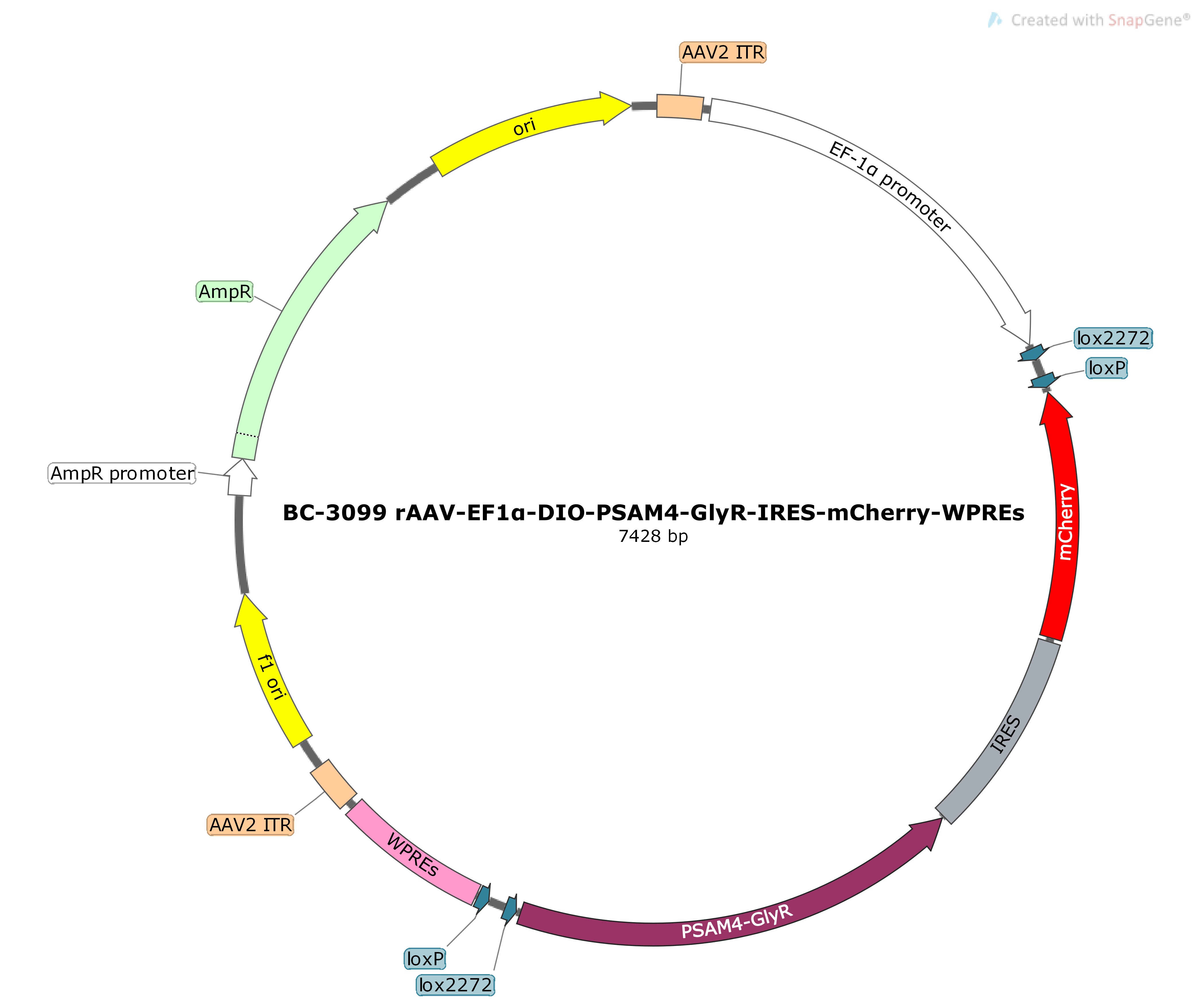 rAAV-EF1α-DIO-PSAM4-GlyR-IRES-mCherry
