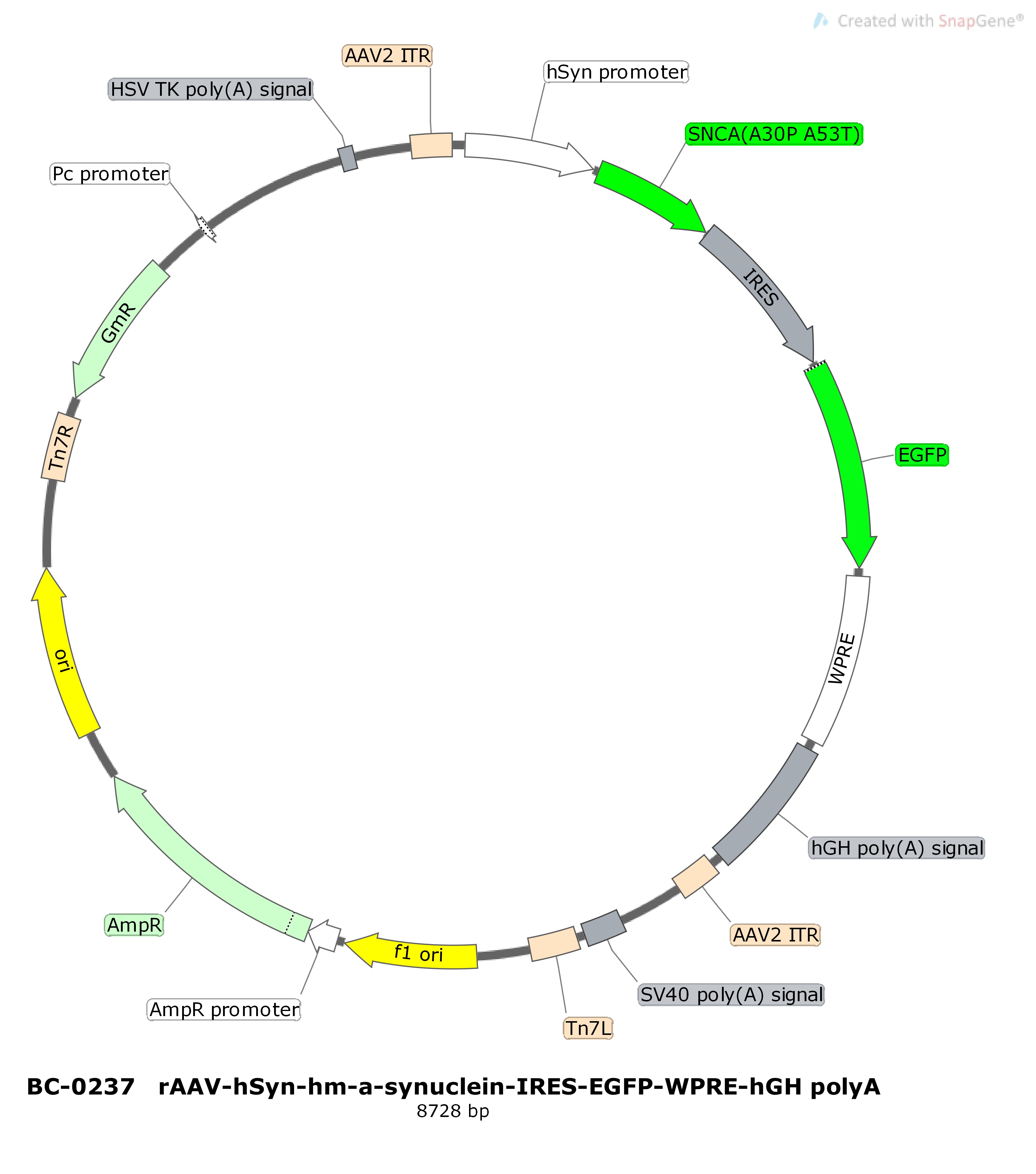 rAAV-hSyn-hm-α-synuclein-IRES-EGFP