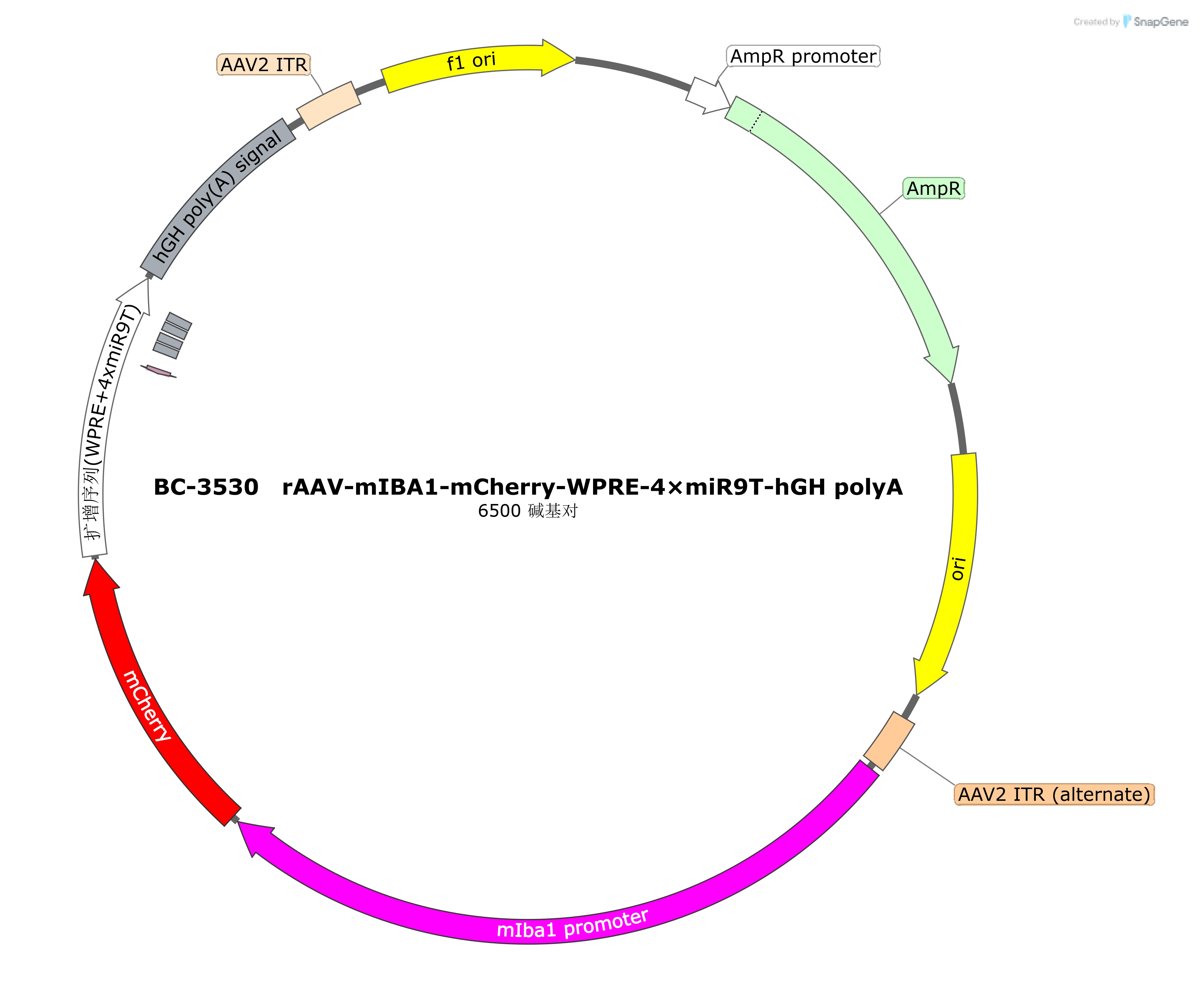 rAAV-mIBA1-mCherry-WPRE-4×miR9T