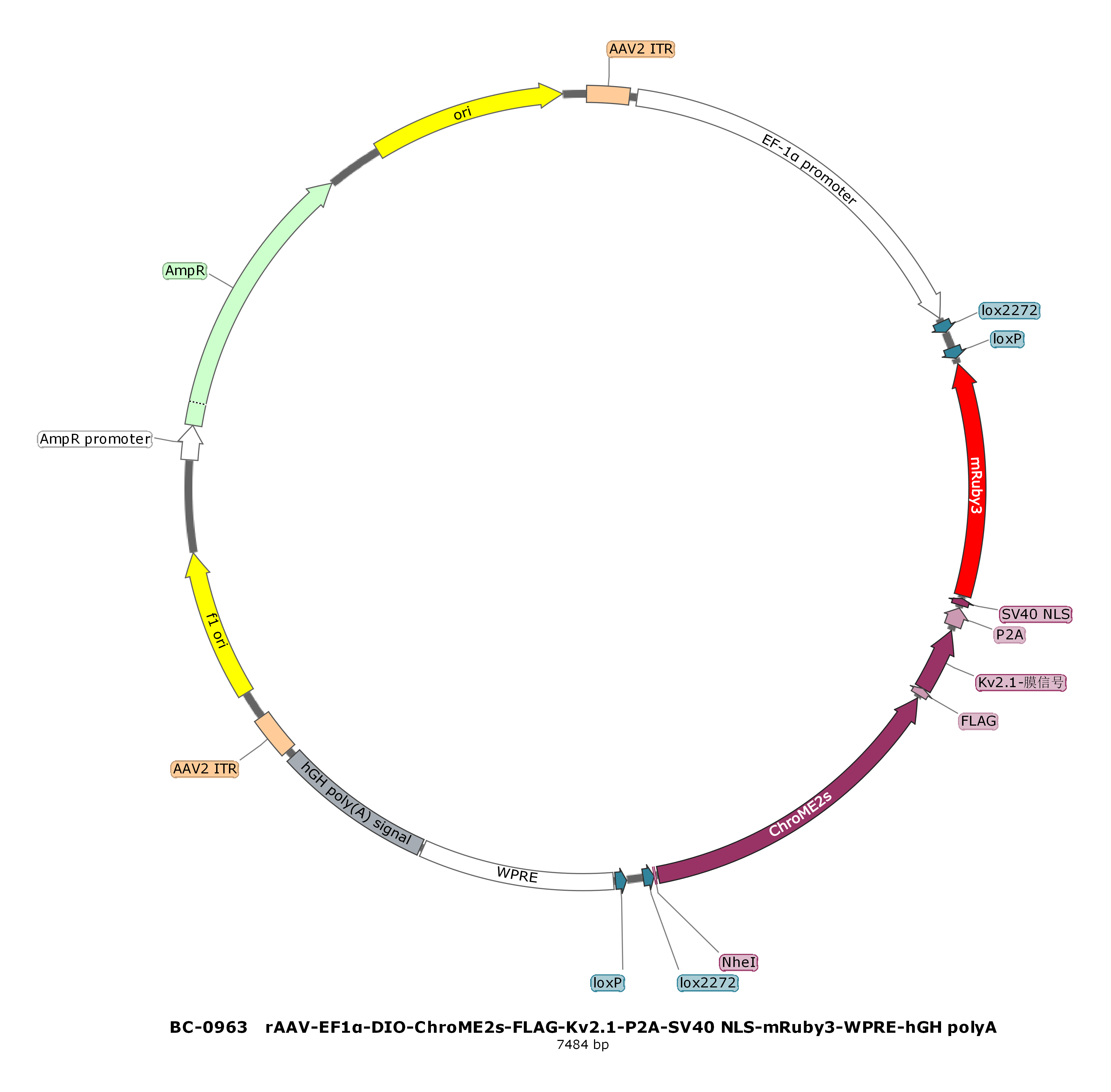 rAAV-EF1α-DIO-ChroME2s-ST-P2A-NLS-mRuby3