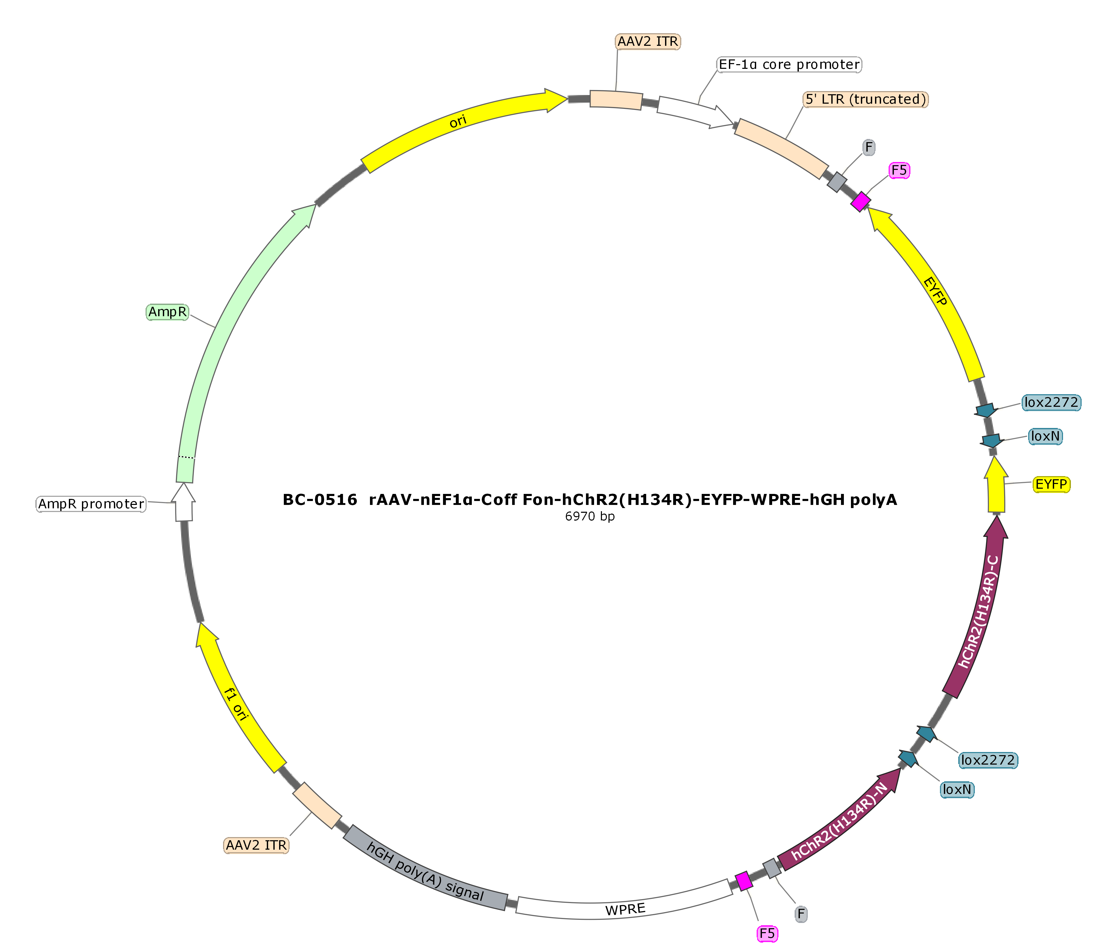 rAAV-nEF1α-Coff Fon-hChR2(H134R)-EYFP