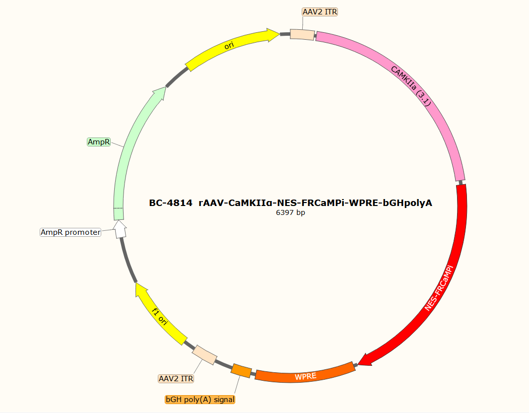 rAAV-CaMKIIα-NES-FRCaMPi