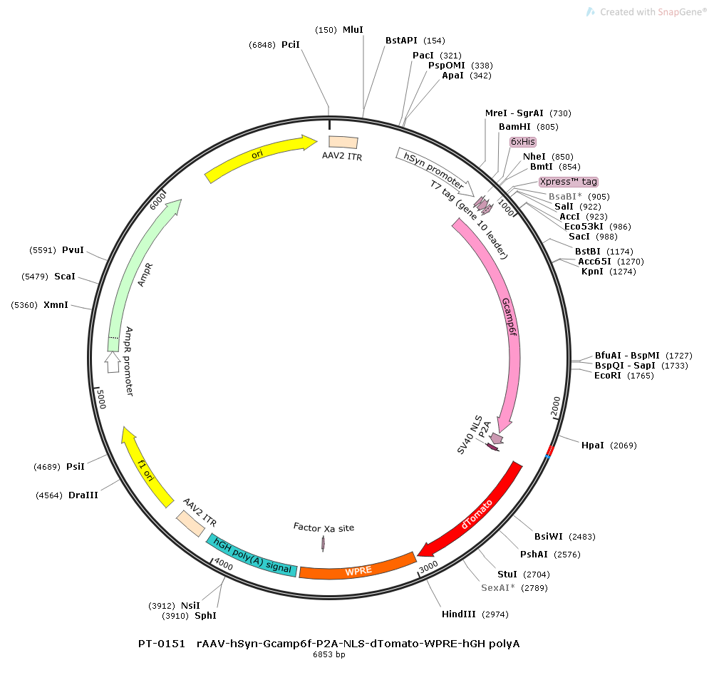 rAAV-hSyn-GCaMp6f-P2A-NLS-dTomato-WPRE-hGH polyA