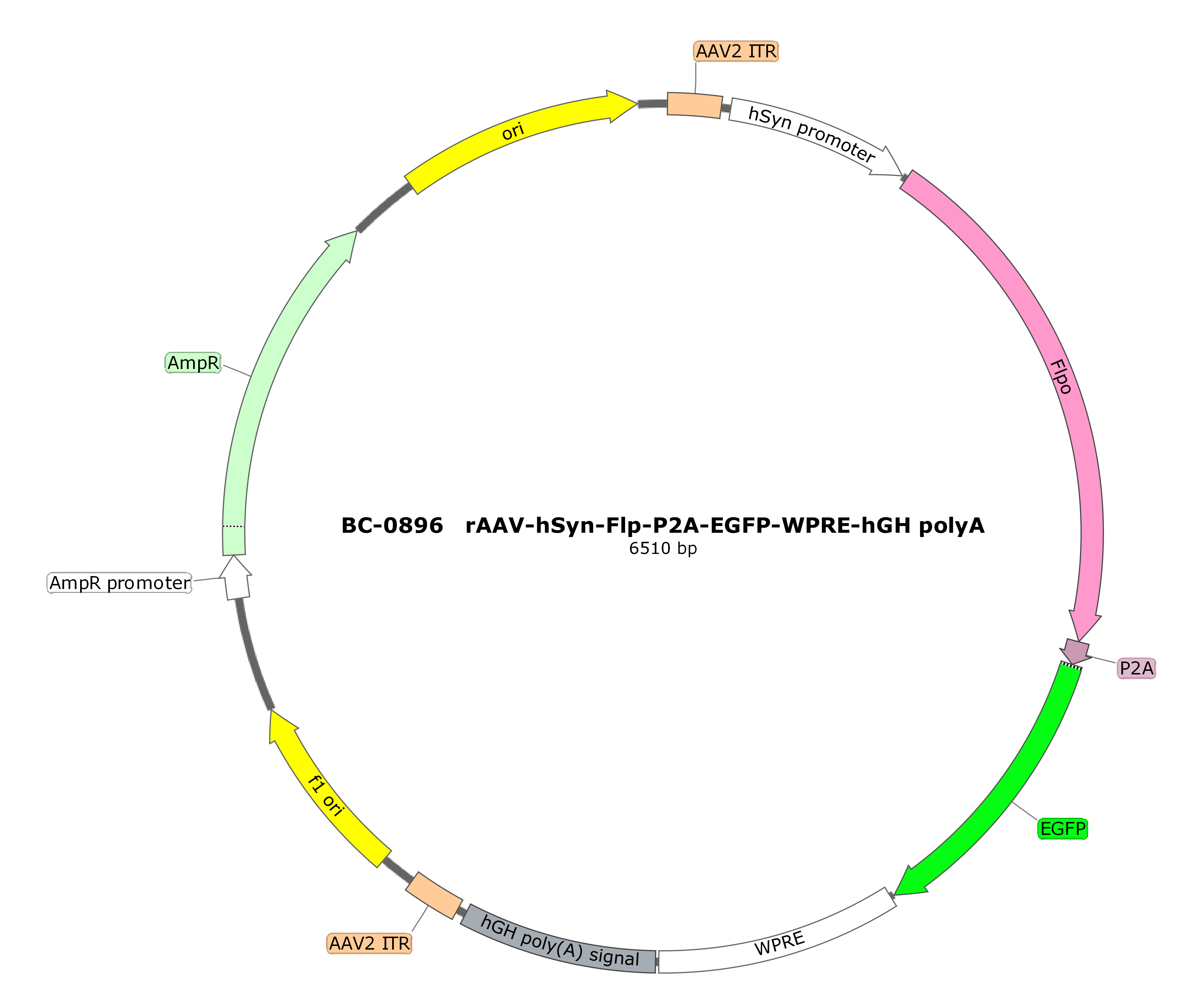 rAAV-hSyn-Flp-P2A-EGFP