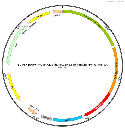 AAV2/9-mCaMKIIa-hChR2(H134R)-mCherry-ER2-WPRE-pA