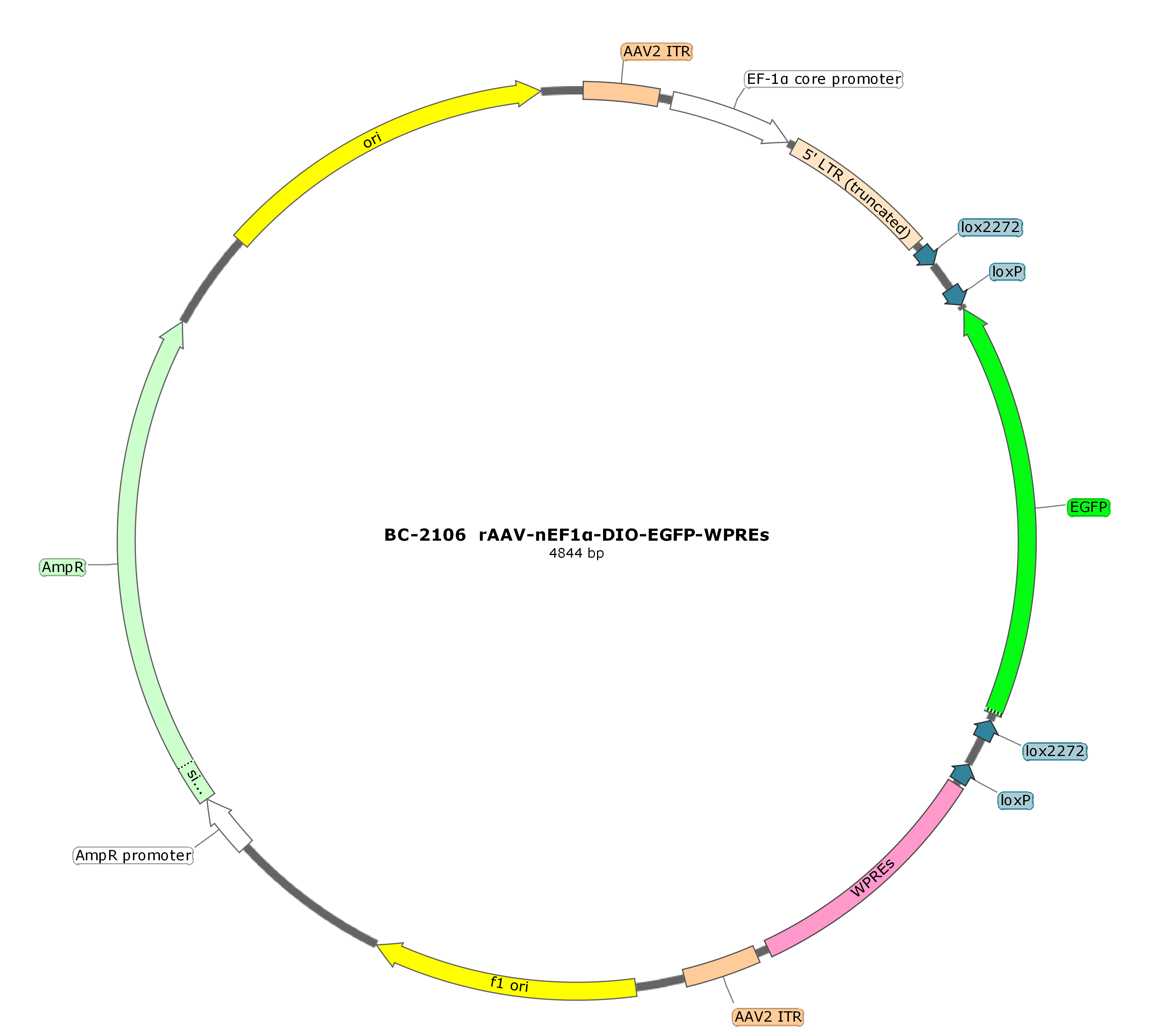 rAAV-nEF1a-DIO-EGFP-WPRE-hGH polyA