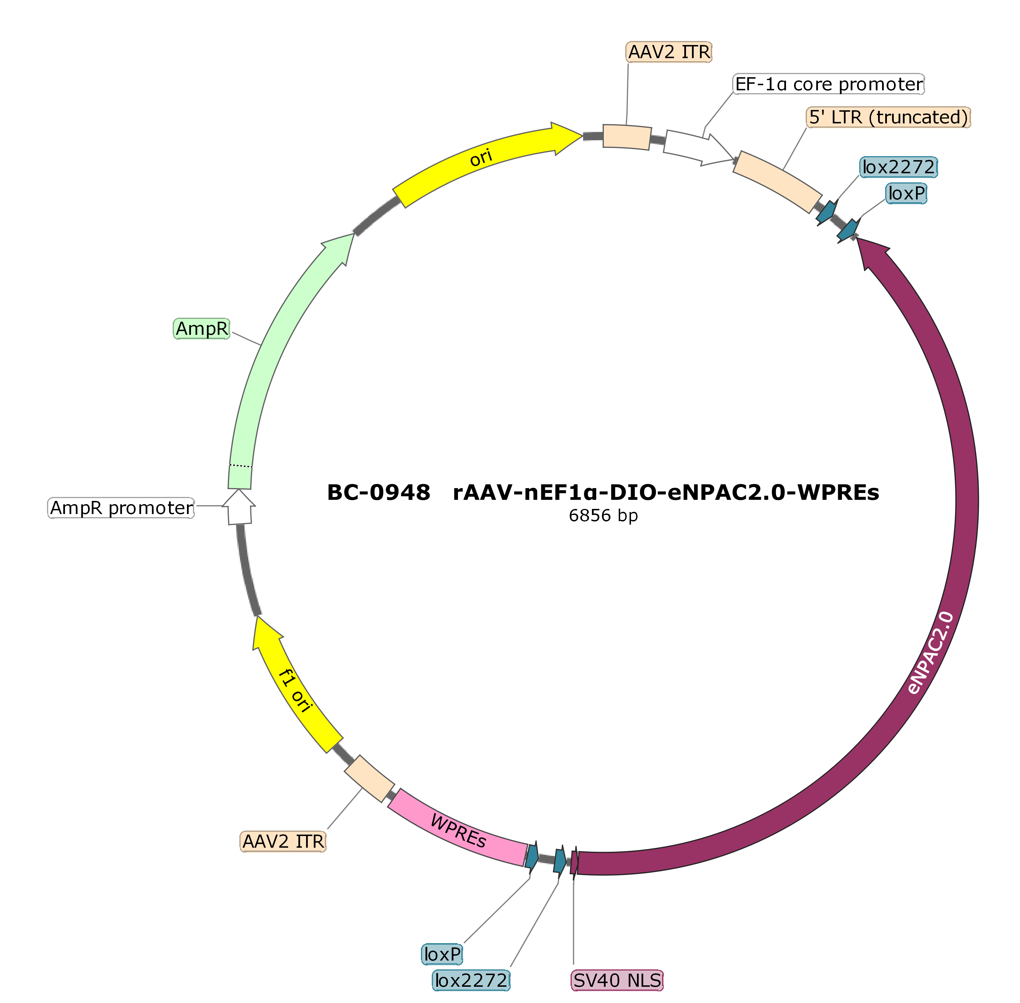 rAAV-nEF1α-DIO-eNPAC2.0