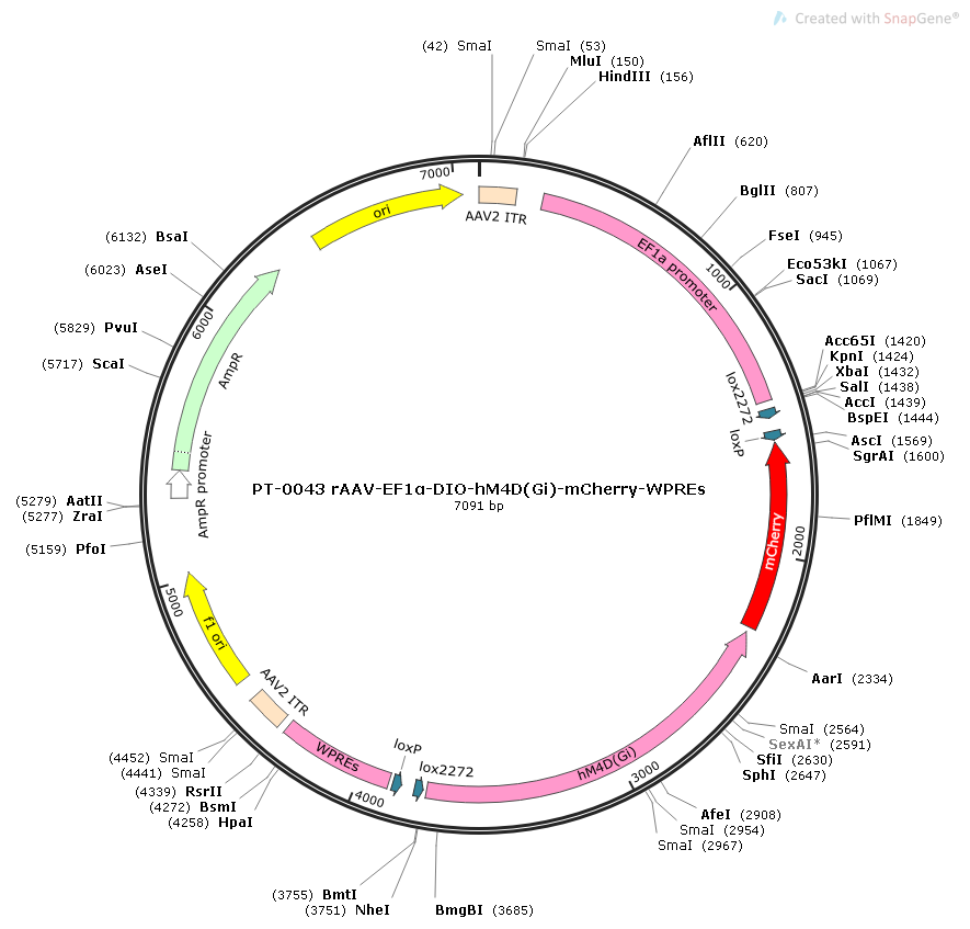 rAAV-EF1α-DIO-hM4D(Gi)-mCherry-WPREs