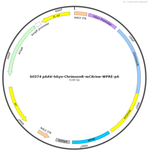 AAV2/9-hSyn-ChrimsonR-mCitrine-ER2-WPRE-pA