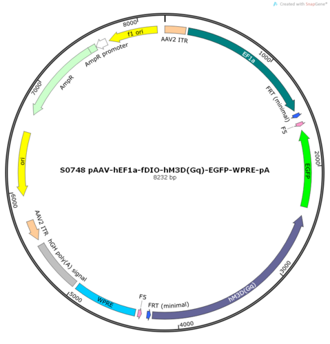 AAV2/9-hEF1a-fDIO-hM3D(Gq)-EGFP-ER2-WPRE-pA