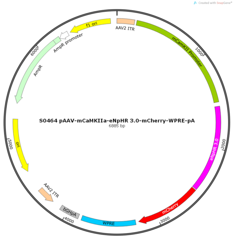 AAV2/2-mCaMKIIa-eNpHR 3.0-mCherry-WPRE-pA