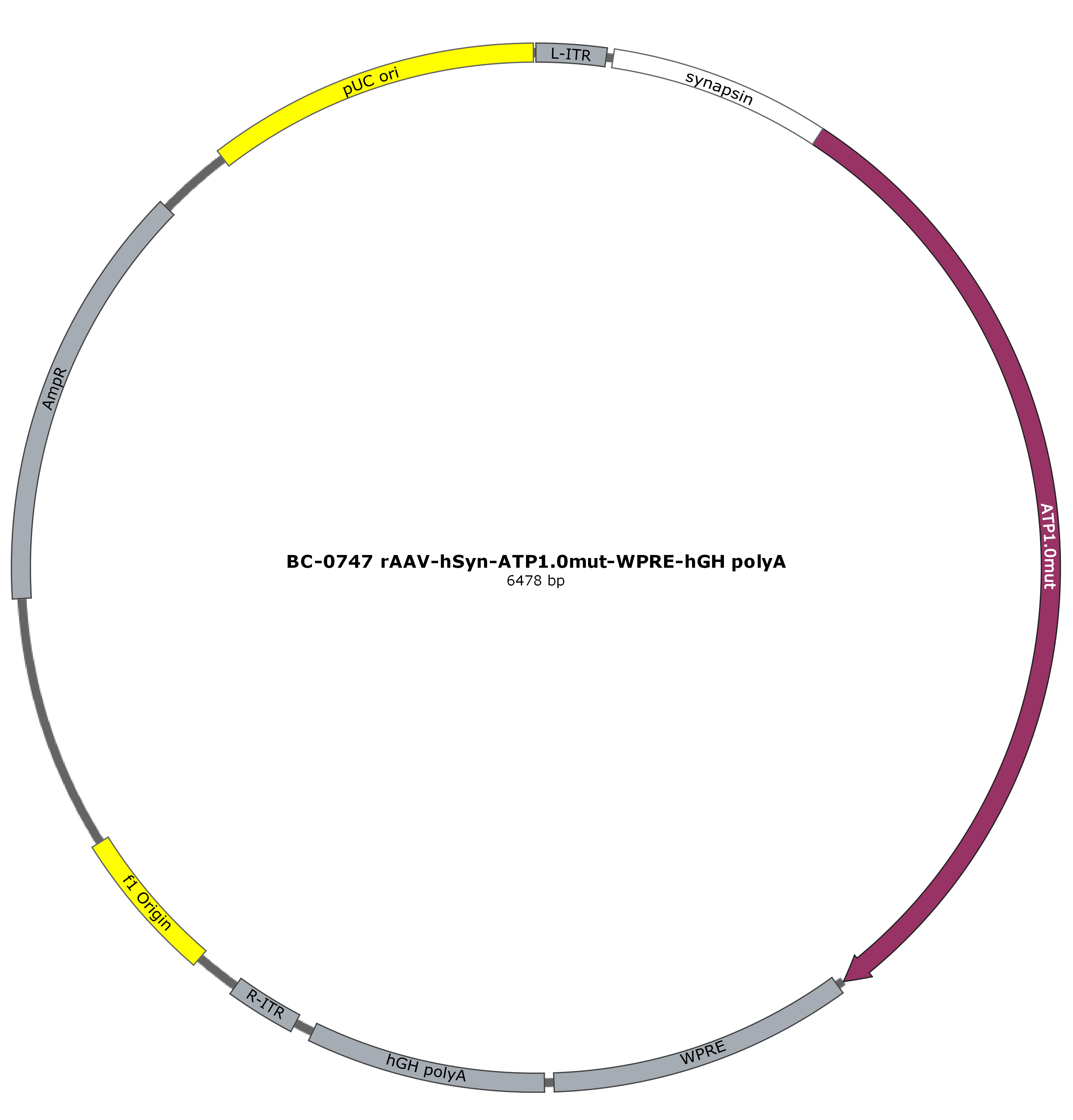 rAAV-hSyn-ATP1.0mut