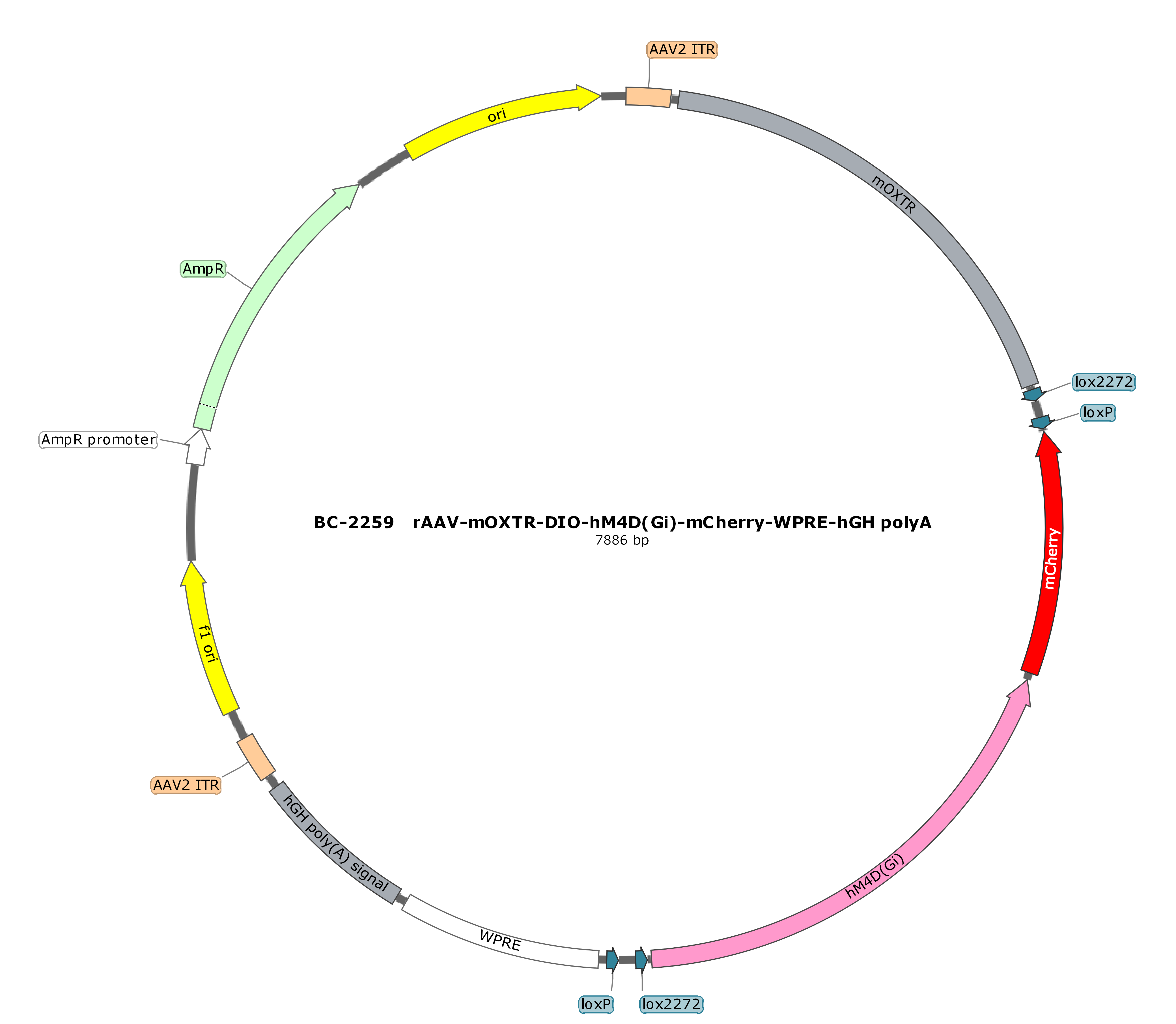 rAAV-mOXTR-DIO-hM4D(Gi)-mCherry
